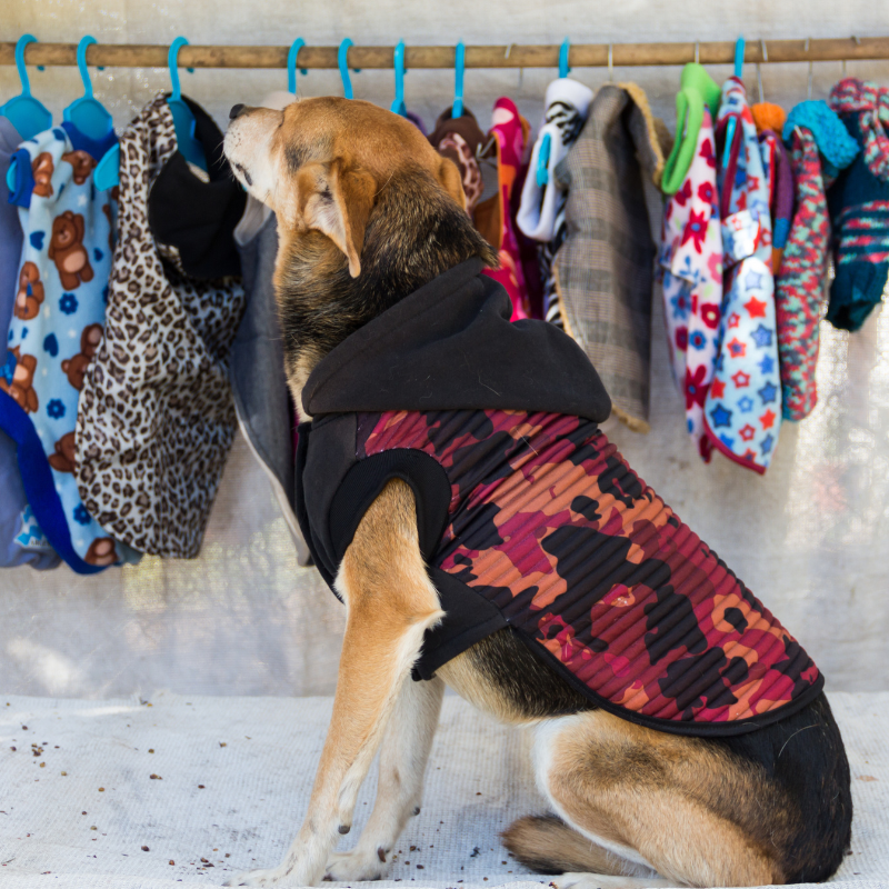 Pet Apparel