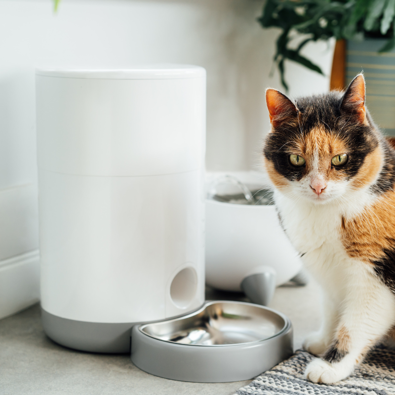 Smart Accessories for Pets