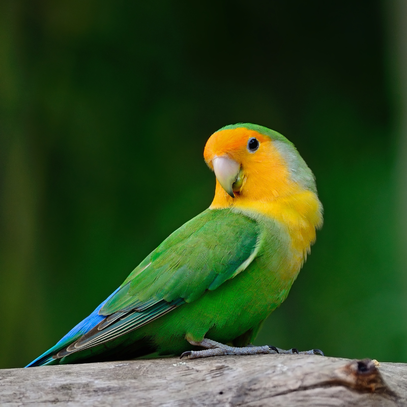 Birds