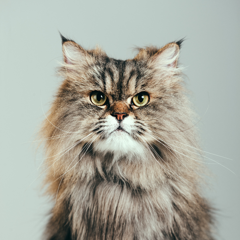 Cat Supplies