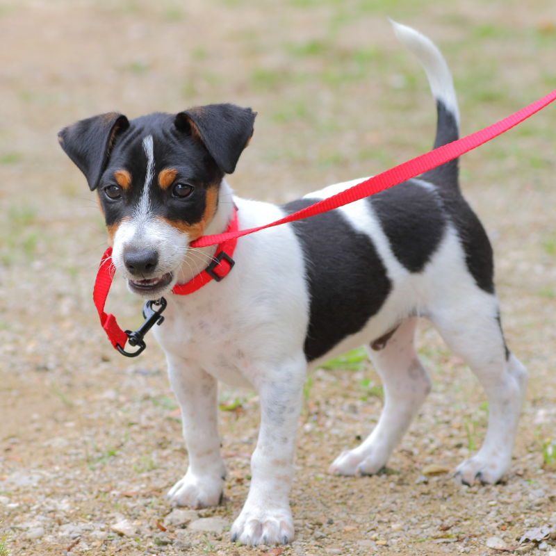 Collars and Hernesses