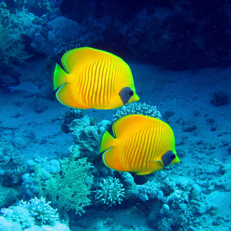Fish, Reptiles & Amphibians