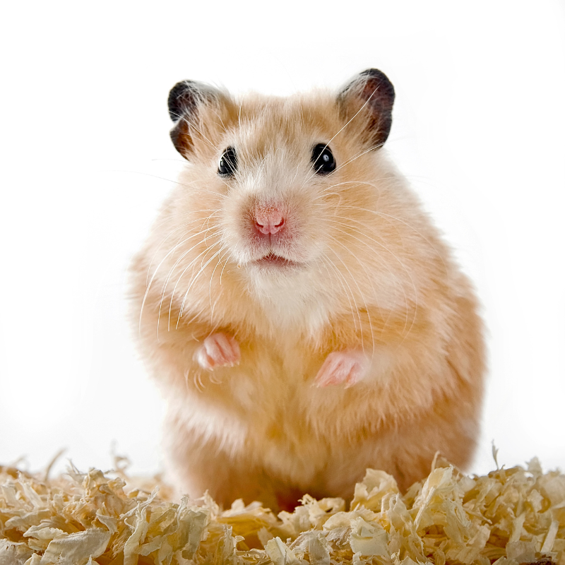 Small Animals