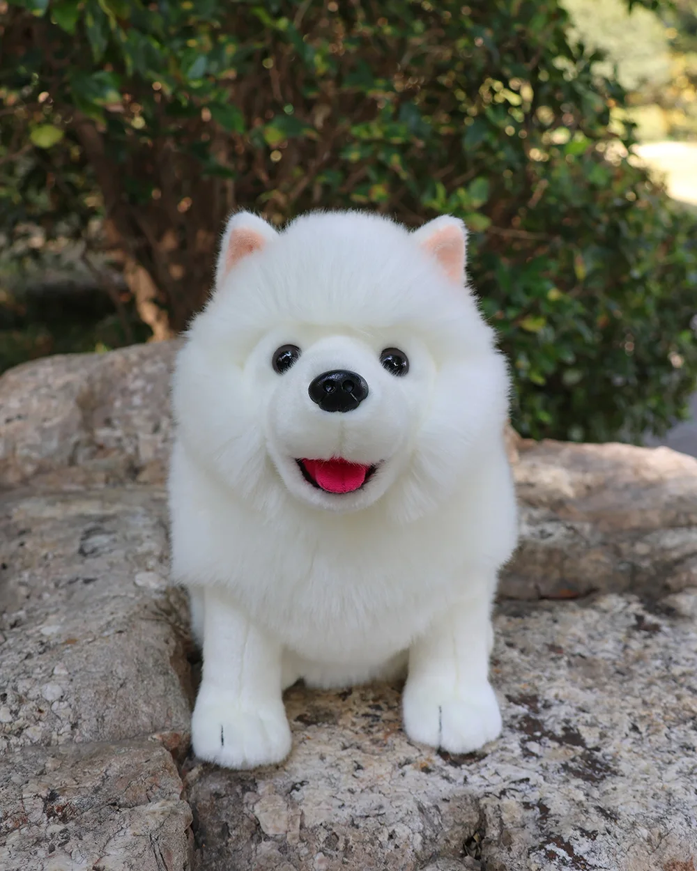 Samoyed